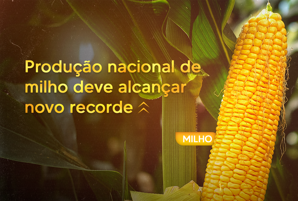 Produção nacional de milho deve alcançar novo recorde