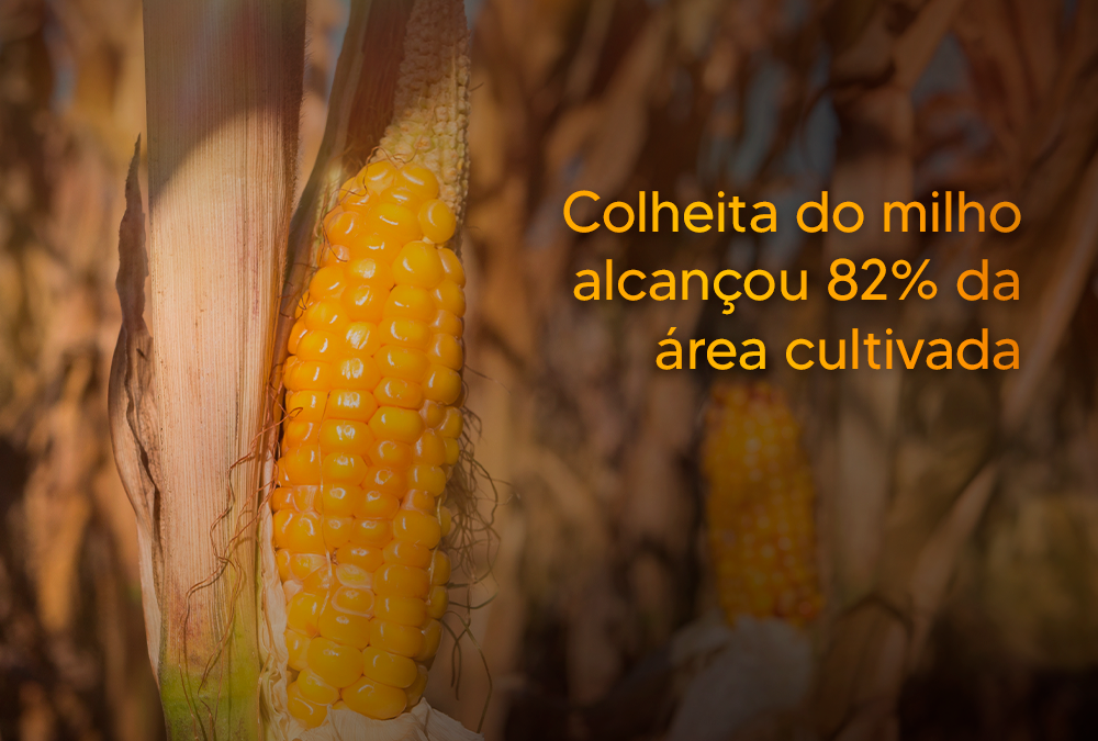 Colheita do milho alcançou 82% da área cultivada
