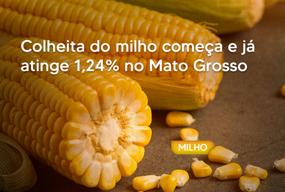 Colheita do milho começa e já atinge 1,24% no Mato Grosso