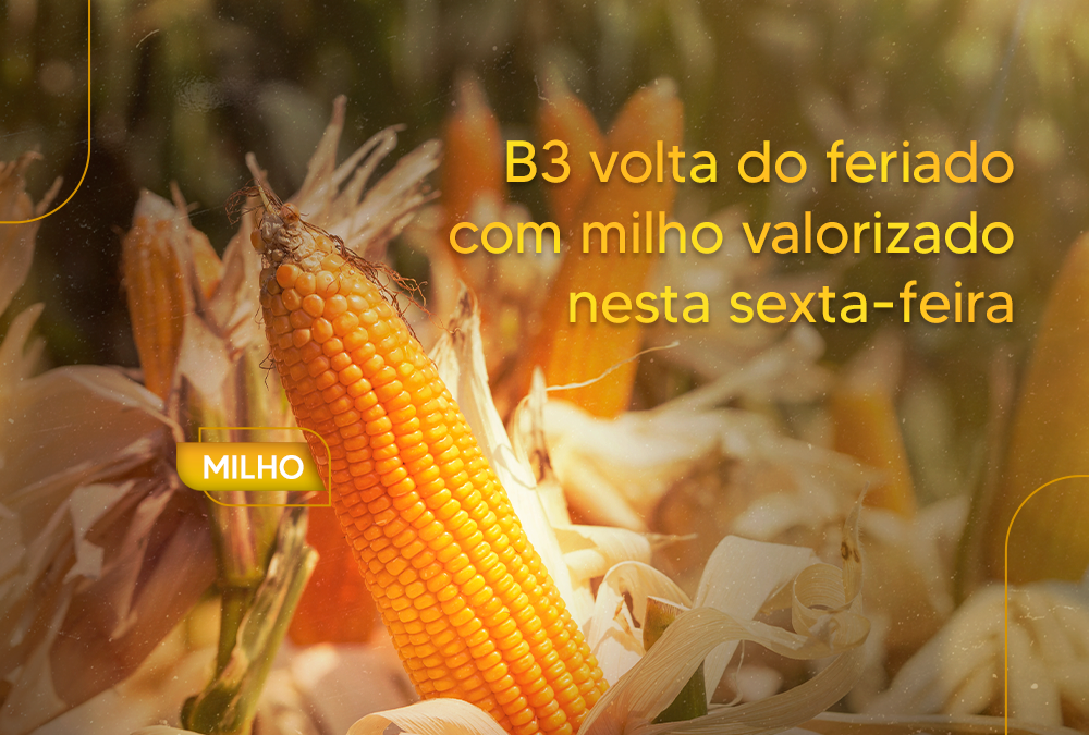 B3 volta do feriado com milho valorizado nesta sexta-feira