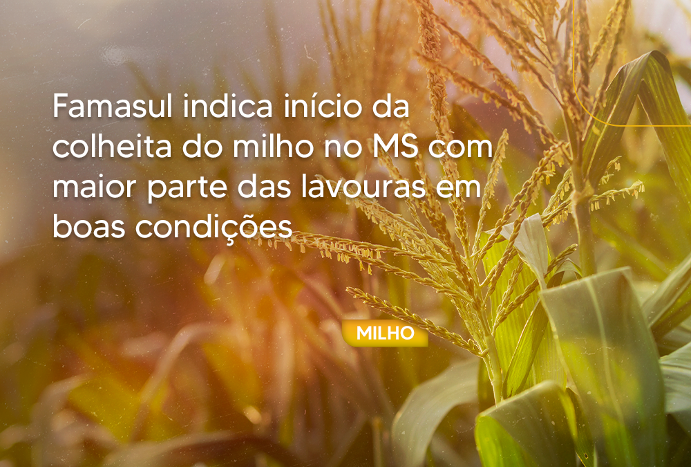 Famasul indica início da colheita do milho no MS com maior parte das lavouras em boas condições